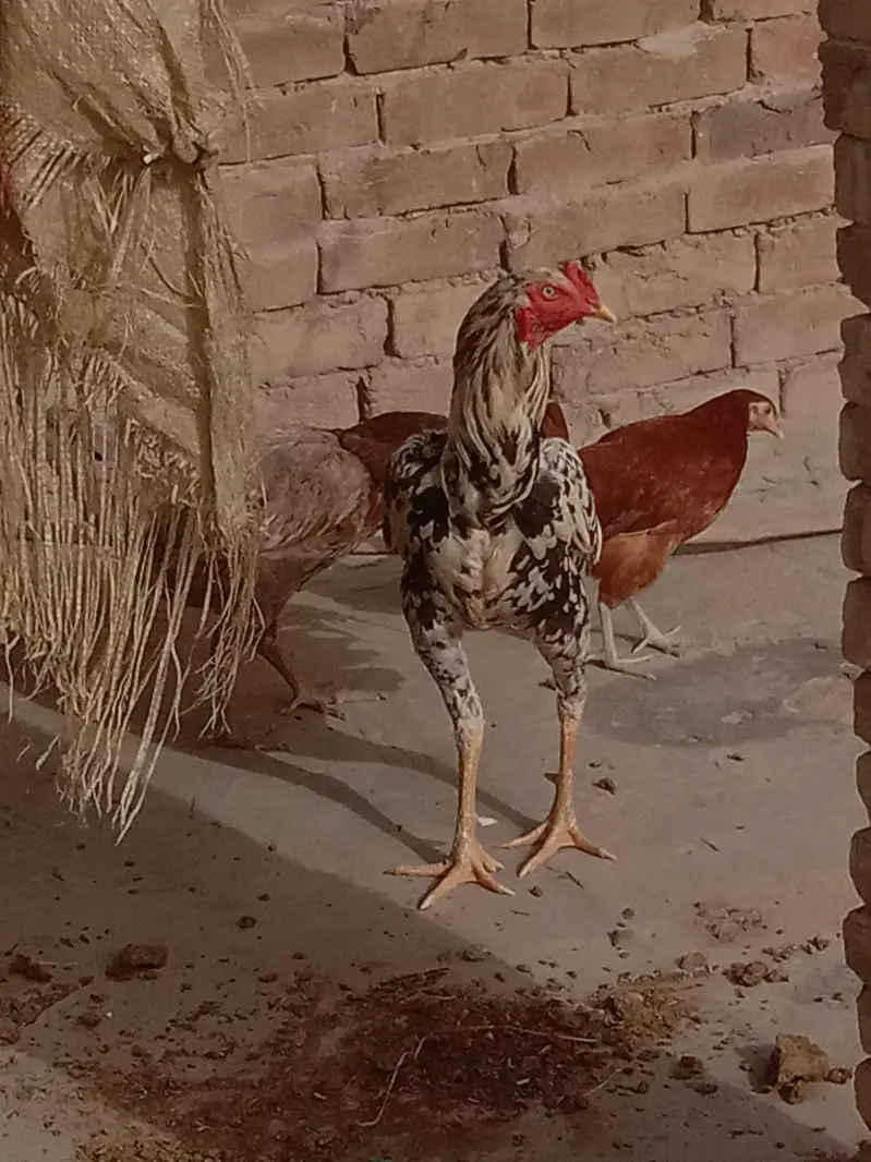 1 Murga pure Aseel or 1 murgi Egg Dana wali or 1 or murgi h  pur Aseel — photo 4