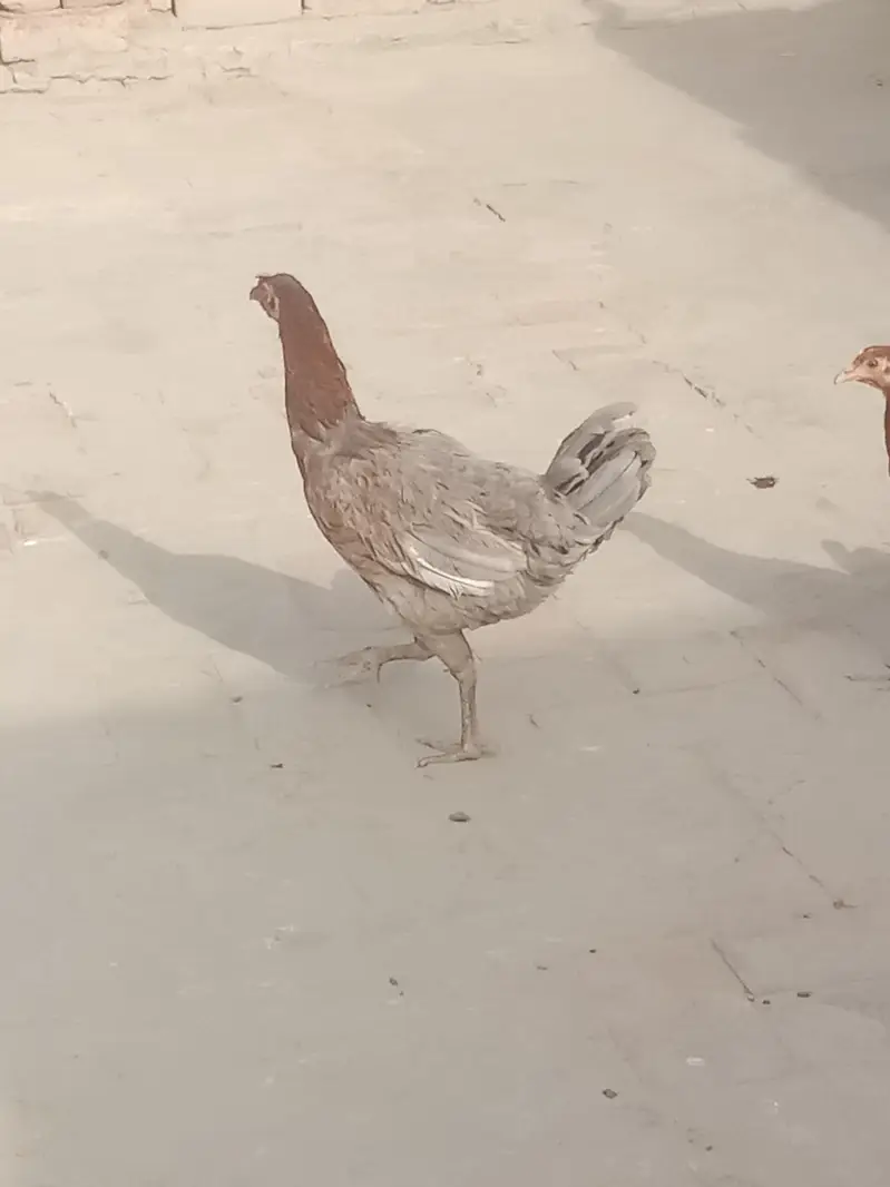 1 Murga pure Aseel or 1 murgi Egg Dana wali or 1 or murgi h  pur Aseel — photo 5
