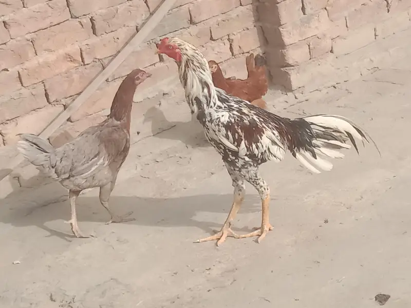 1 Murga pure Aseel or 1 murgi Egg Dana wali or 1 or murgi h  pur Aseel — photo 6