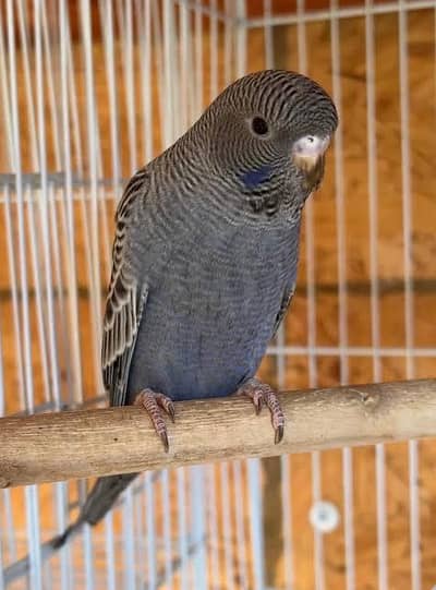 BLACK FACE SPLIT BLACK WING'S BUDGIES PARROT