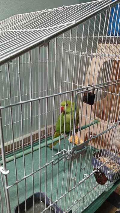 Ring neck parrot not hand tamed