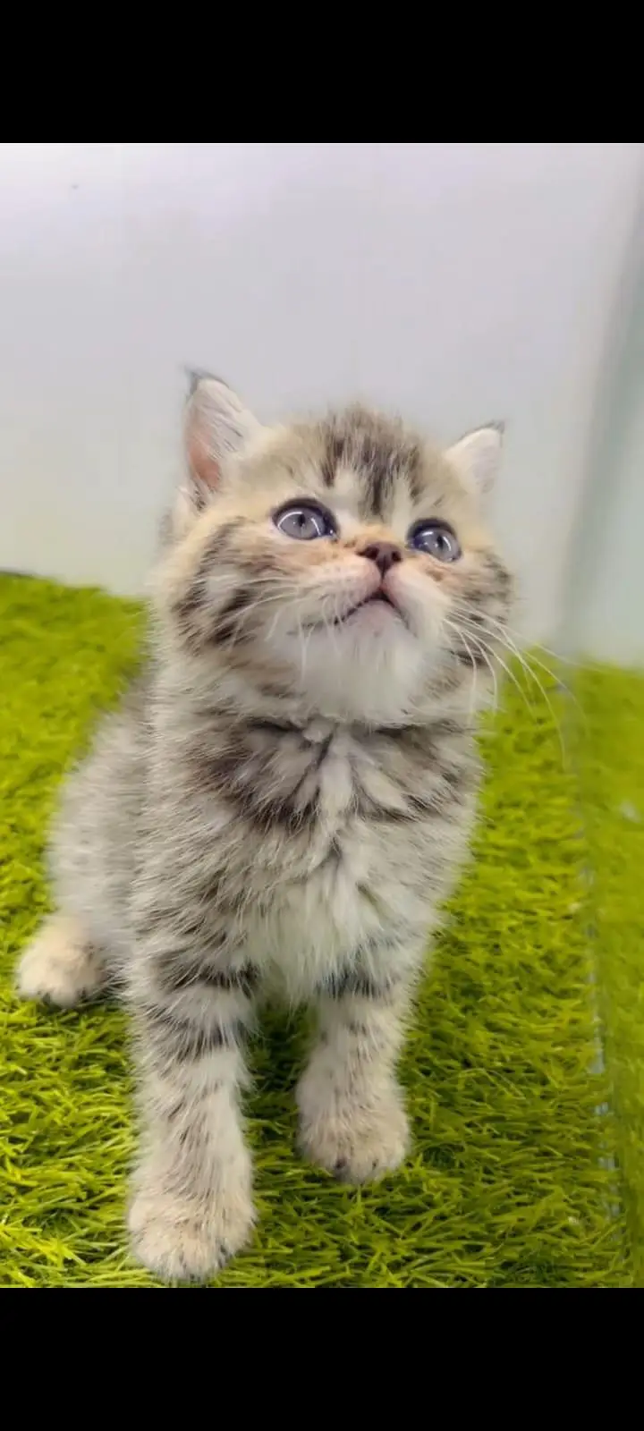 pure Persian cats vaccinated and healthy active WhatsApp/0346/4644037/ — photo 2
