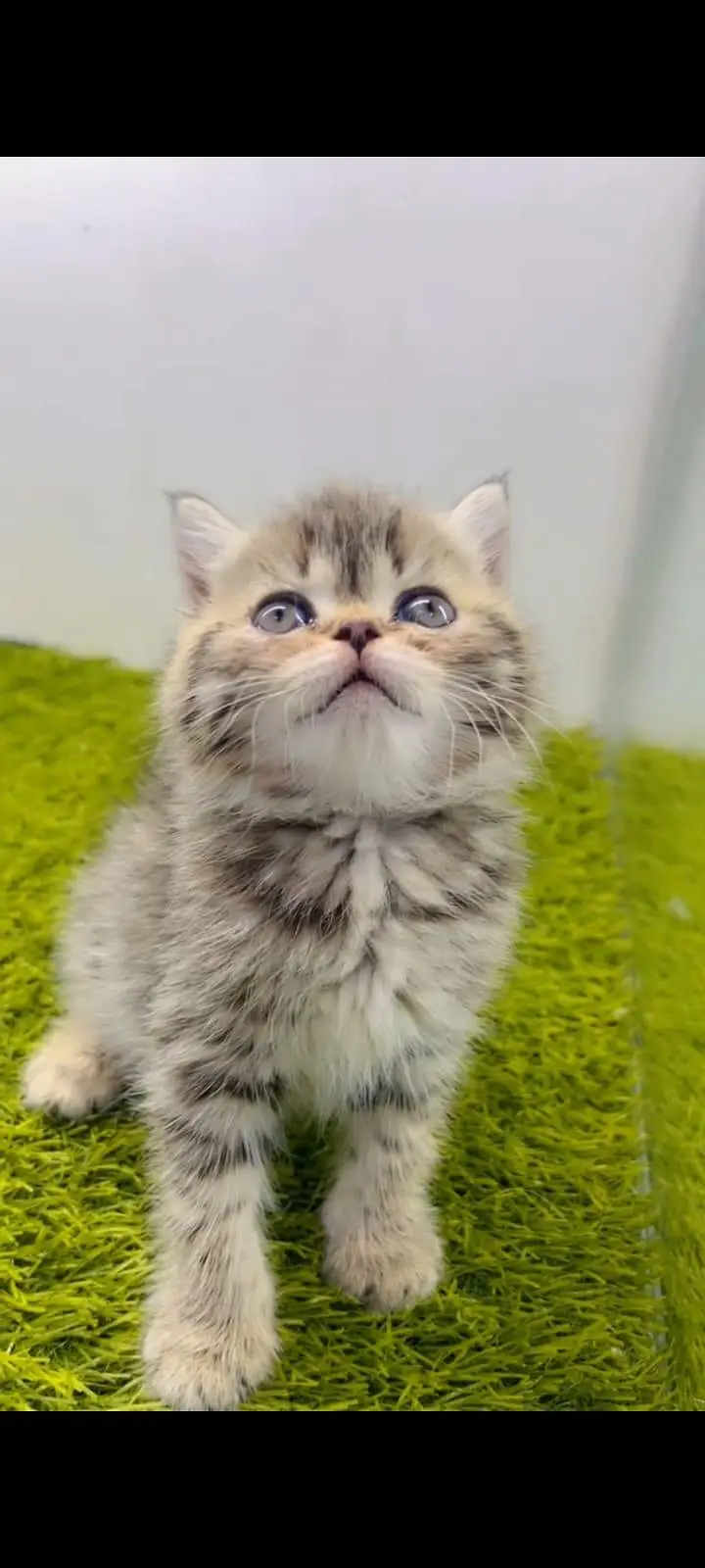 pure Persian cats vaccinated and healthy active WhatsApp/0346/4644037/ — photo 4