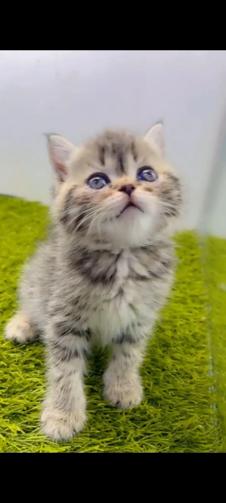 pure Persian cats vaccinated and healthy active WhatsApp/0346/4644037/ — photo 5