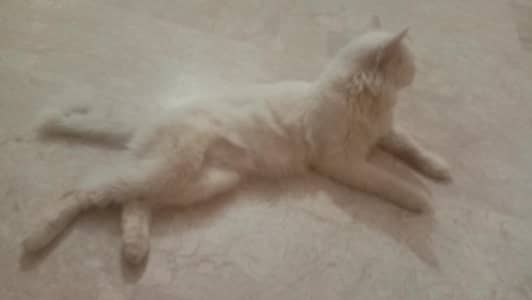 persian cat