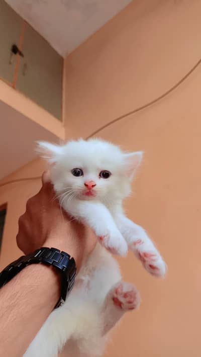 cats kitten