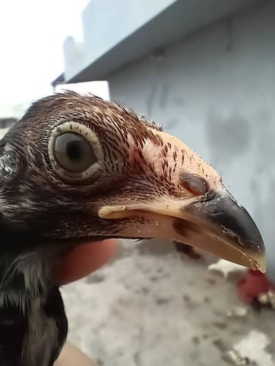 Aseel pathy pathyan available for sale