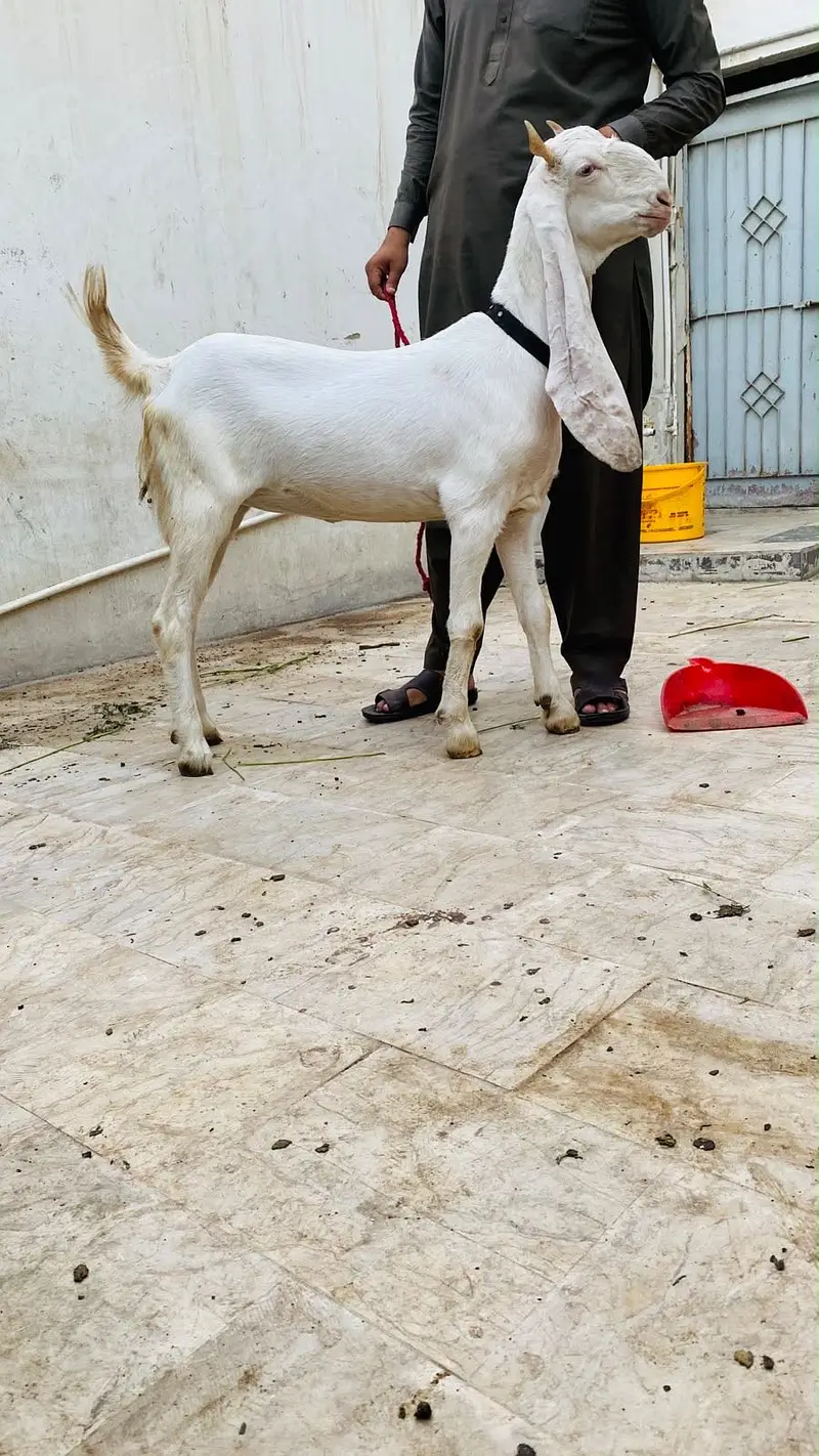 Gulabi path 2 dant — photo 2