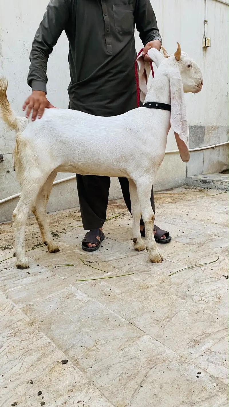 Gulabi path 2 dant — photo 3