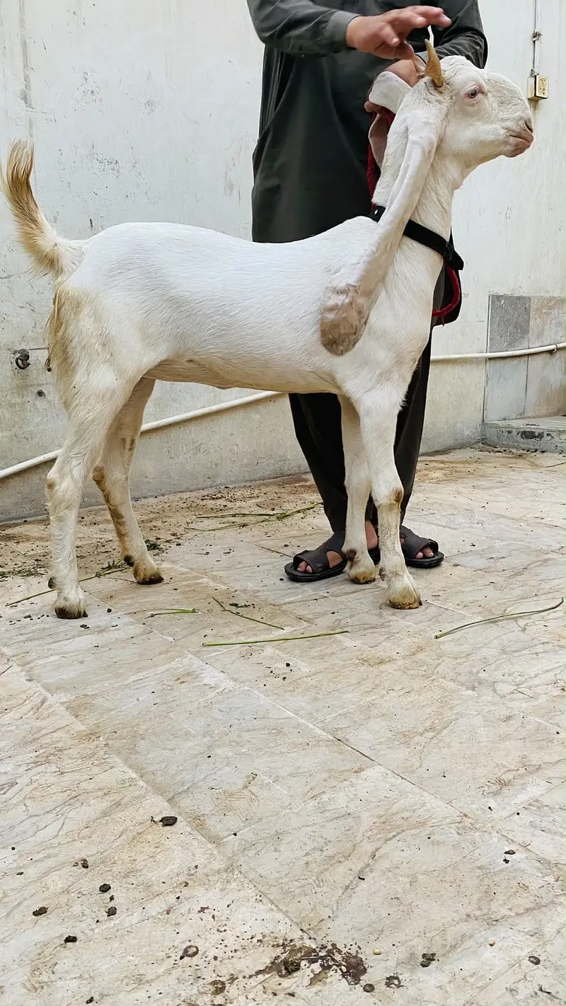 Gulabi path 2 dant — photo 4