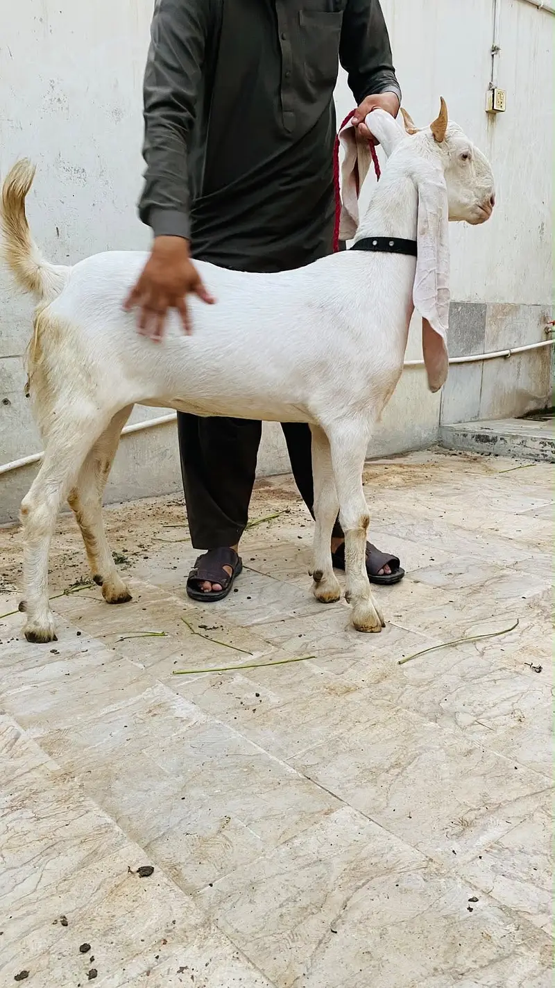 Gulabi path 2 dant — photo 5