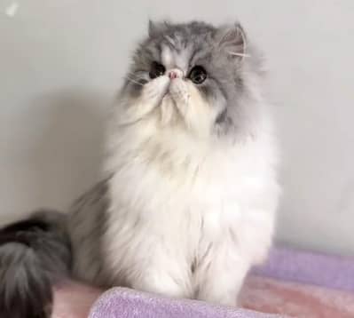  **Premium Peke Face Persian Male Cat – Stud Service Available** 