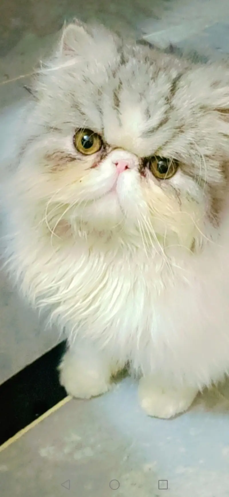  **Premium Peke Face Persian Male Cat – Stud Service Available**  — photo 2