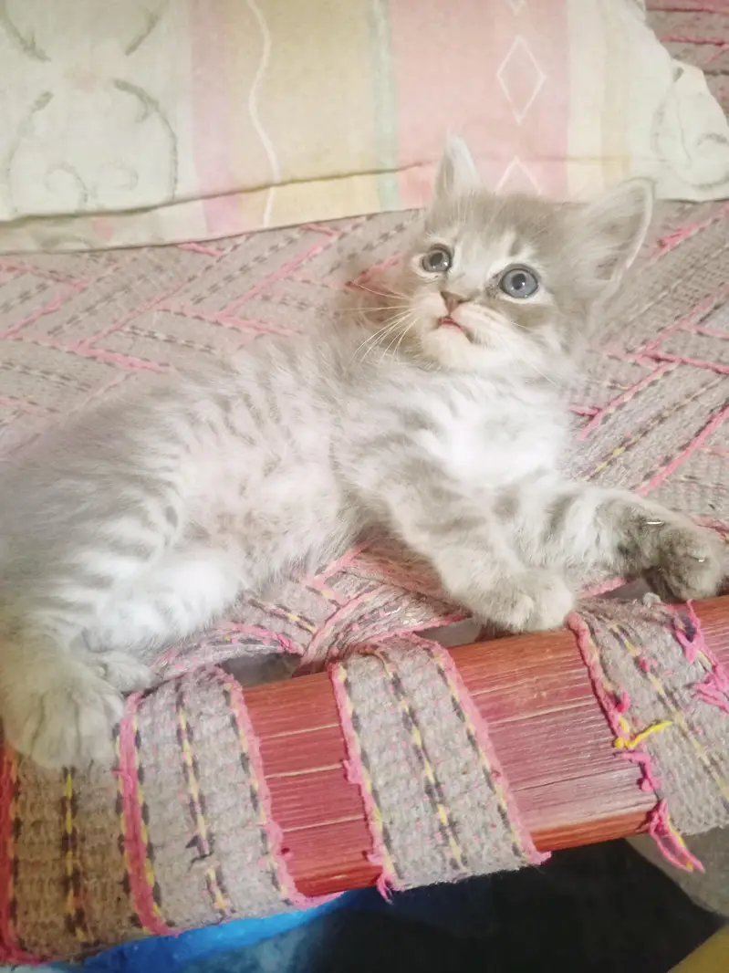 Persian triple coated kittens | Billi | Cat Female — photo 2