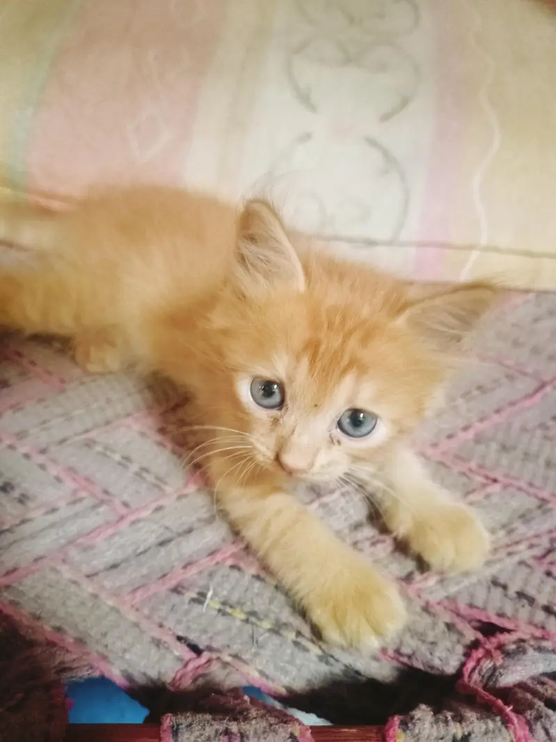 Persian triple coated kittens | Billi | Cat Female — photo 3