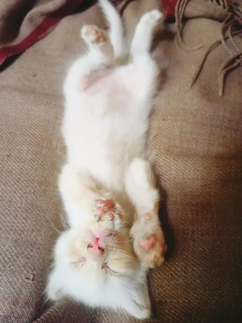 Persian triple coated kittens | Billi | Cat Female — photo 4