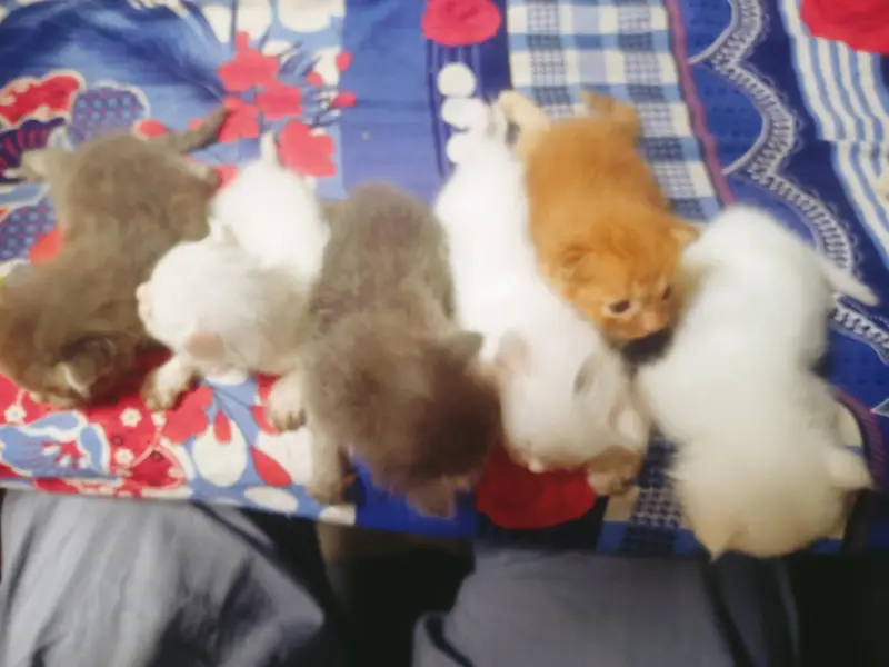 Persian triple coated kittens | Billi | Cat Female — photo 5