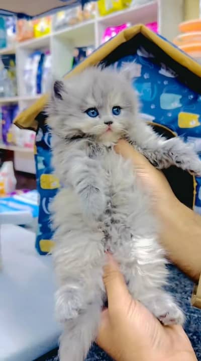 pure Persian cats vaccinated and healthy active WhatsApp/0346/4644037/