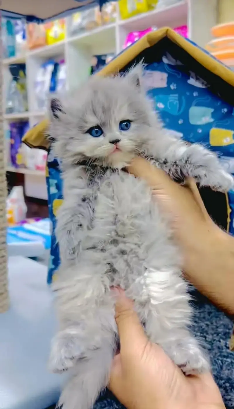 pure Persian cats vaccinated and healthy active WhatsApp/0346/4644037/ — photo 2