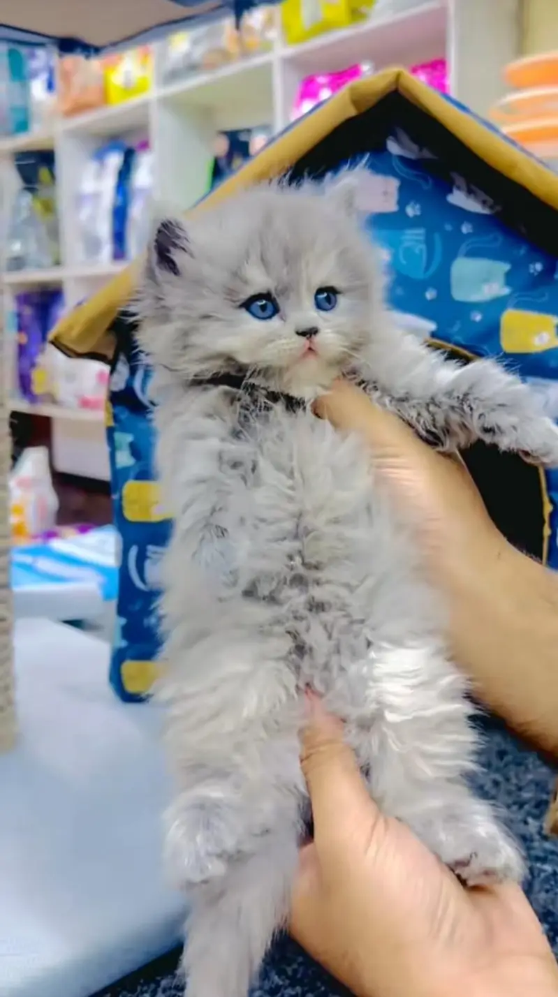 pure Persian cats vaccinated and healthy active WhatsApp/0346/4644037/ — photo 3