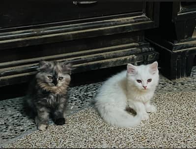 Cats For sale