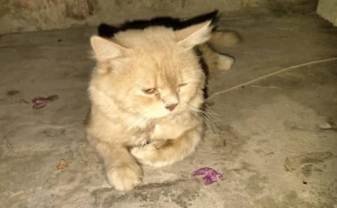 for sale