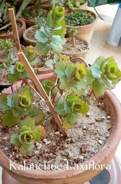 Succulent & Cactus on Sale