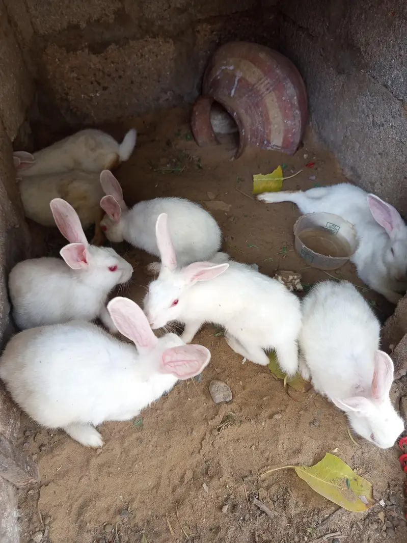 rabbits red eyes — photo 3