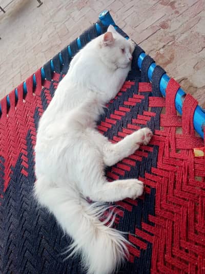 PERSON CAT