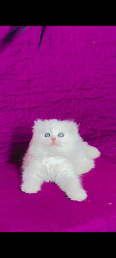 pure Persian cats vaccinated and healthy active WhatsApp/0346/4644037/