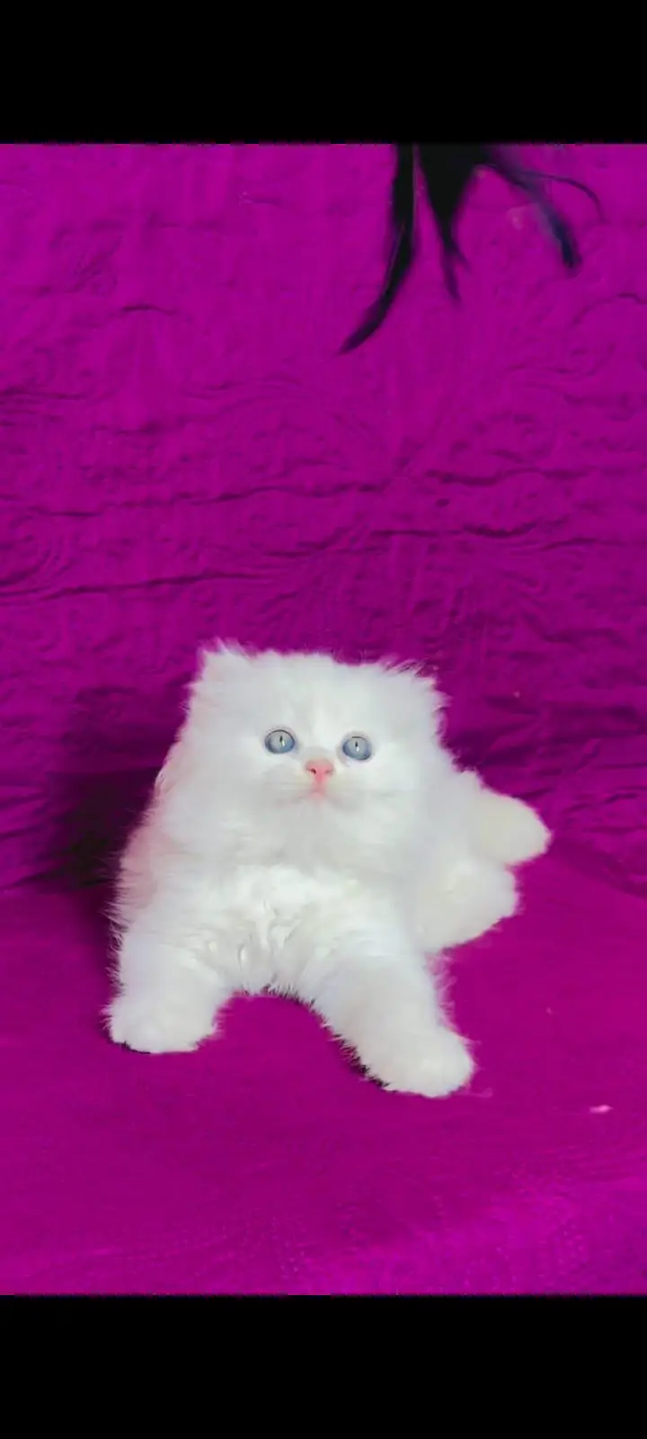 pure Persian cats vaccinated and healthy active WhatsApp/0346/4644037/ — photo 2