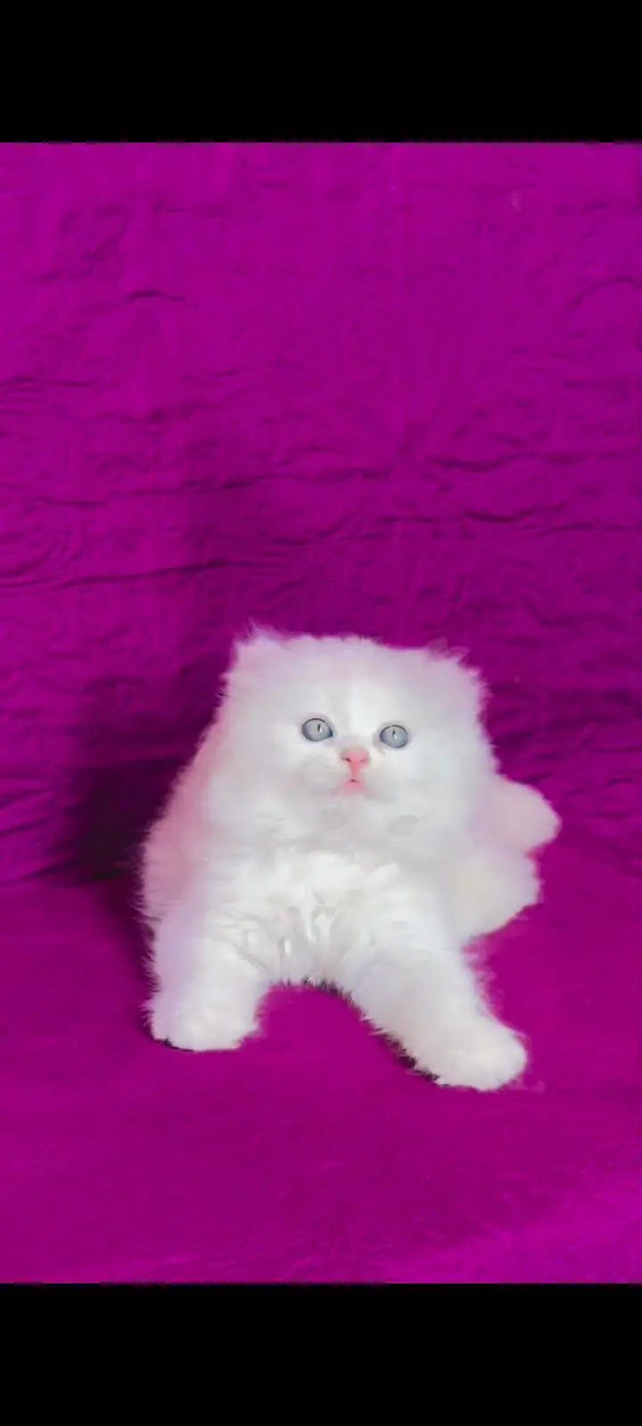pure Persian cats vaccinated and healthy active WhatsApp/0346/4644037/ — photo 3