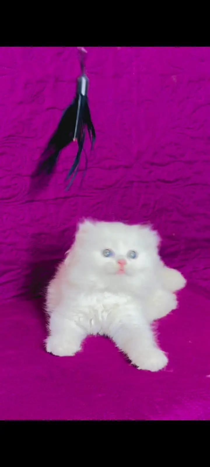 pure Persian cats vaccinated and healthy active WhatsApp/0346/4644037/ — photo 4