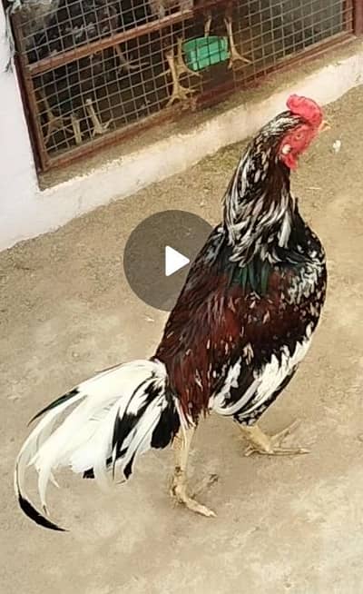 Top quality ka high blood line Breeder for sale