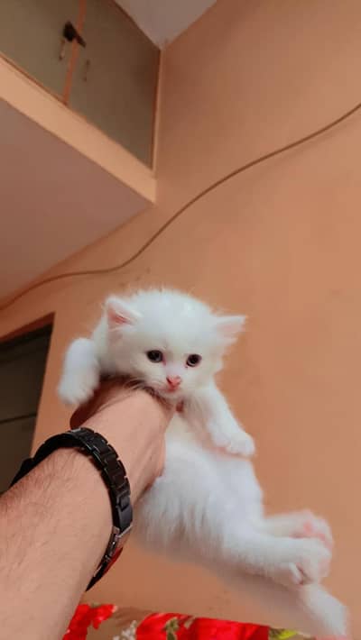 cat kitten