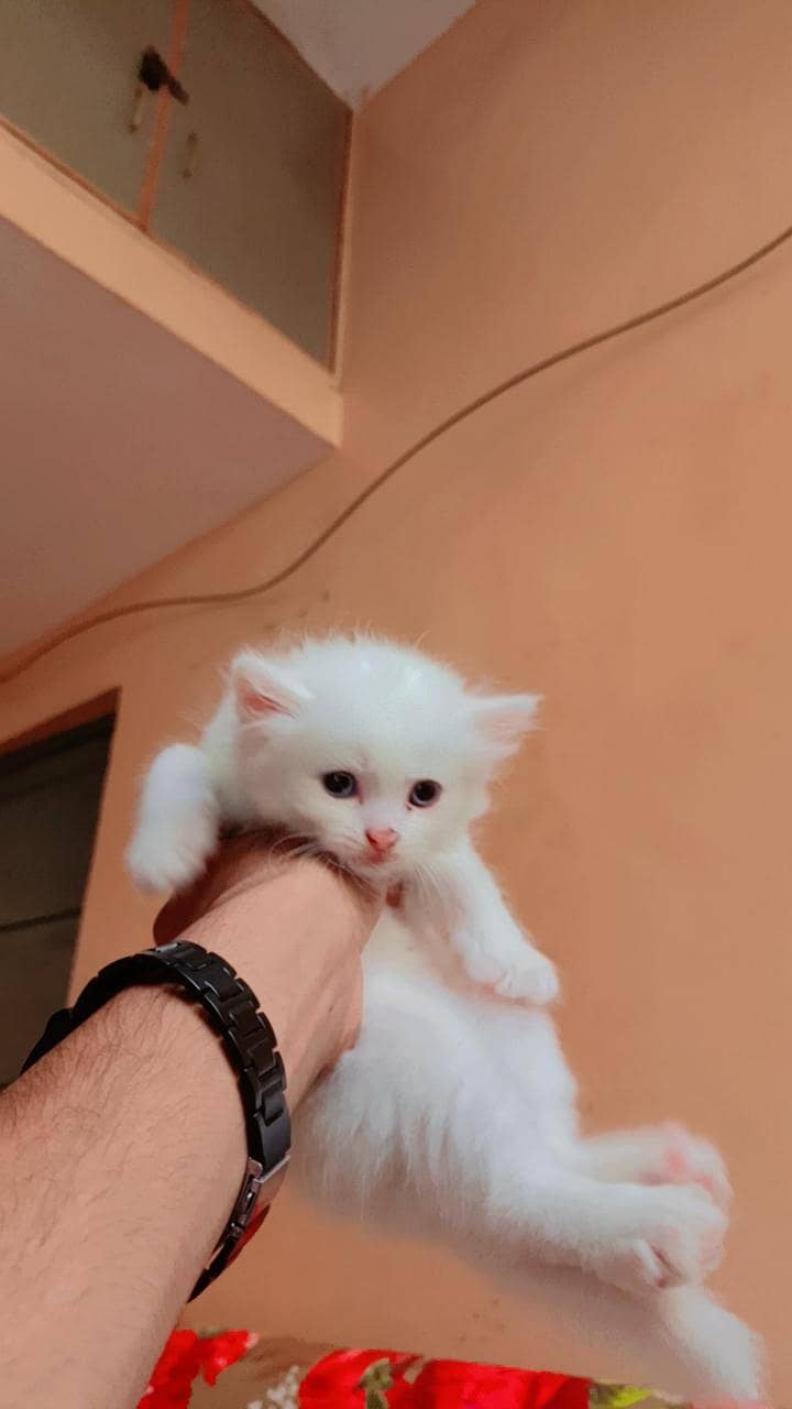 cat kitten 0