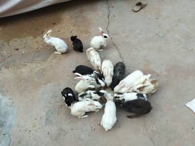 adult and breeder rabbit for sale in GUJRANWALA