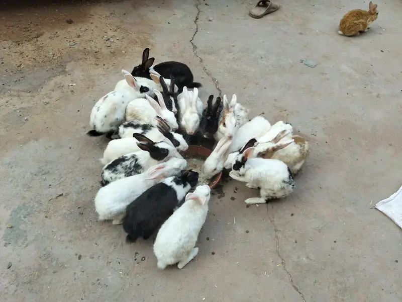adult and breeder rabbit for sale in GUJRANWALA — photo 2