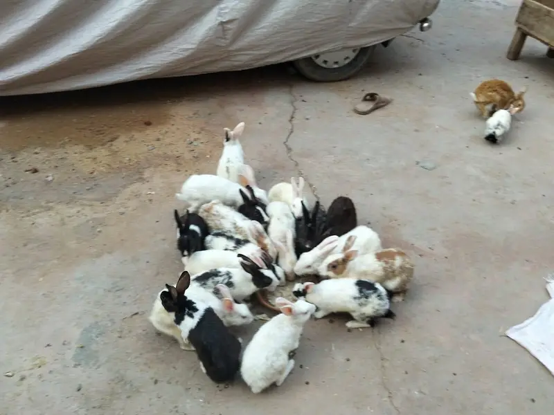 adult and breeder rabbit for sale in GUJRANWALA — photo 3