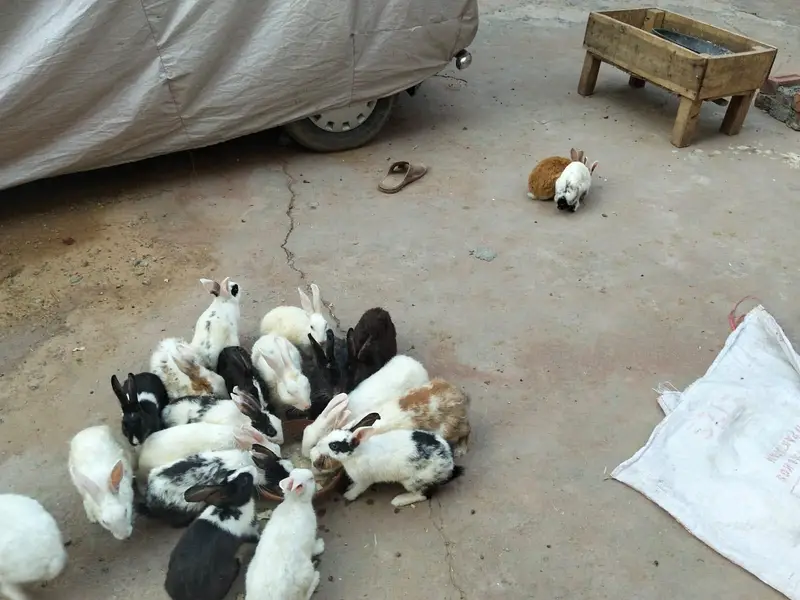 adult and breeder rabbit for sale in GUJRANWALA — photo 4