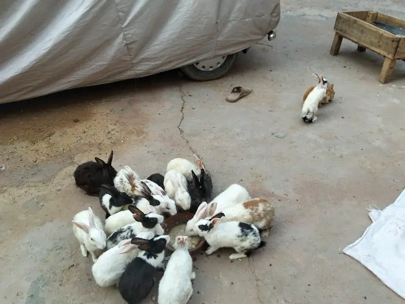 adult and breeder rabbit for sale in GUJRANWALA — photo 5
