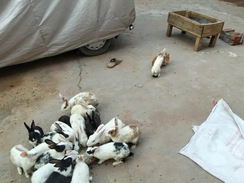 adult and breeder rabbit for sale in GUJRANWALA — photo 6
