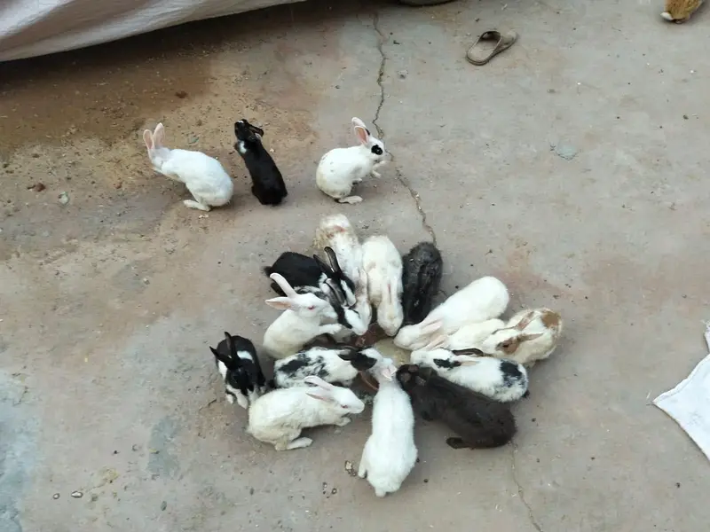 adult and breeder rabbit for sale in GUJRANWALA — photo 7