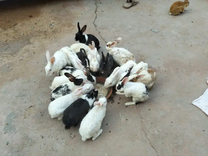 adult and breeder rabbit for sale in GUJRANWALA — photo 8