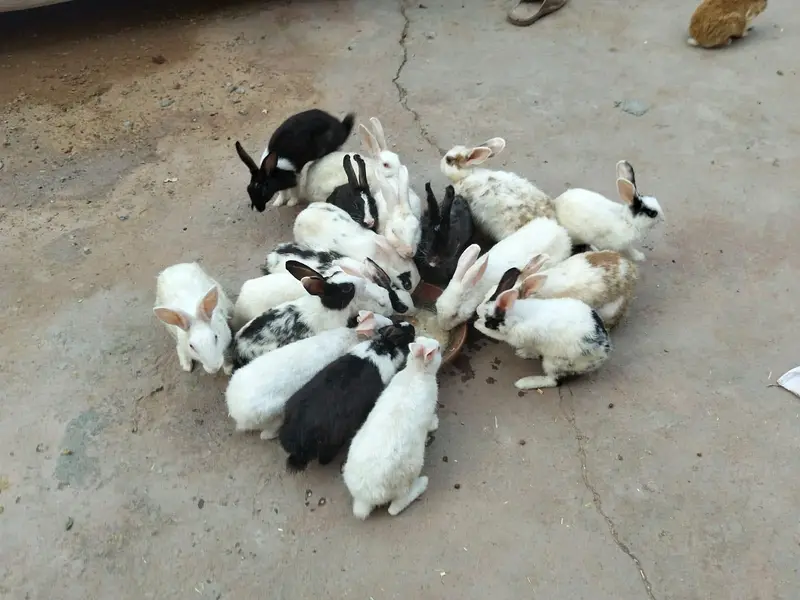 adult and breeder rabbit for sale in GUJRANWALA — photo 9