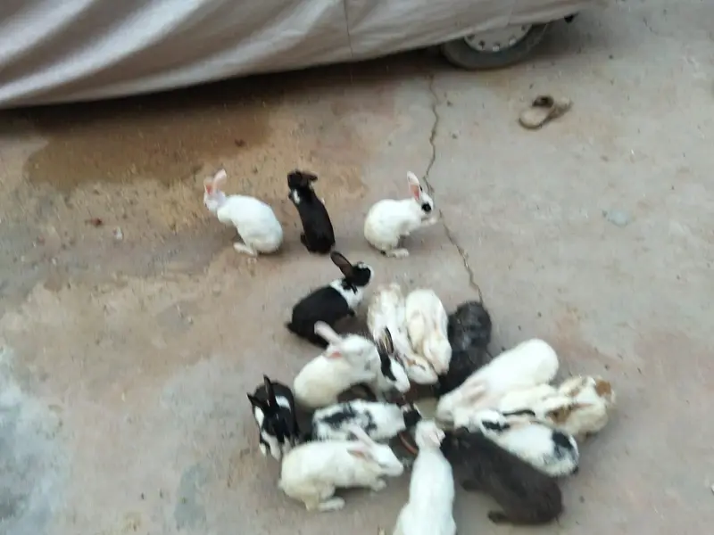 adult and breeder rabbit for sale in GUJRANWALA — photo 10