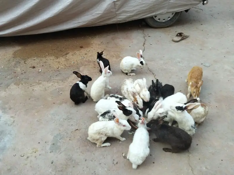 adult and breeder rabbit for sale in GUJRANWALA — photo 11