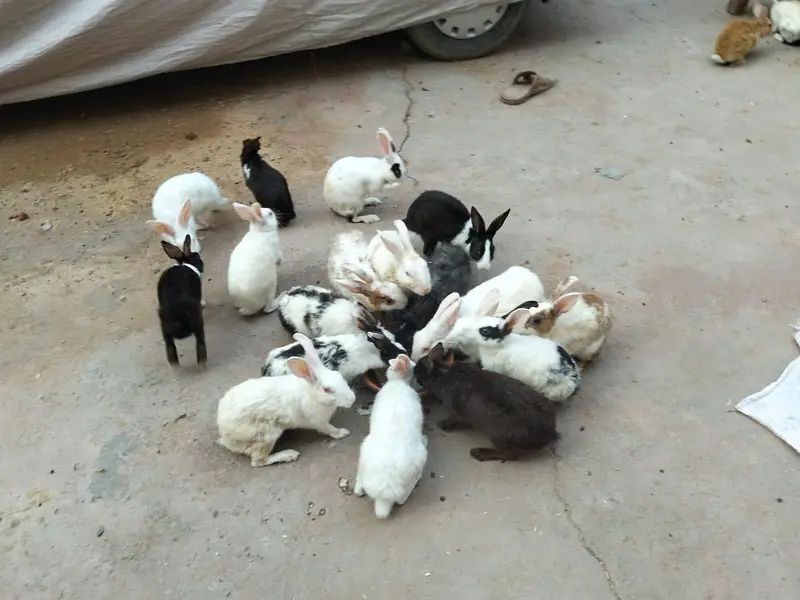 adult and breeder rabbit for sale in GUJRANWALA — photo 12