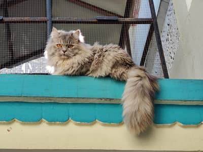 Persian cat