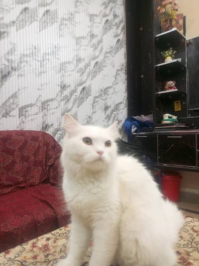 Persian female Cat